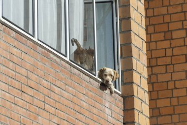 Karantina koronovirüsü nedeniyle kendilerini izole eden hayvanlar. Üzgün köpek caddede pencereden dışarı bakar ve yürümek ister. Salgın Covid-19, evde kal..