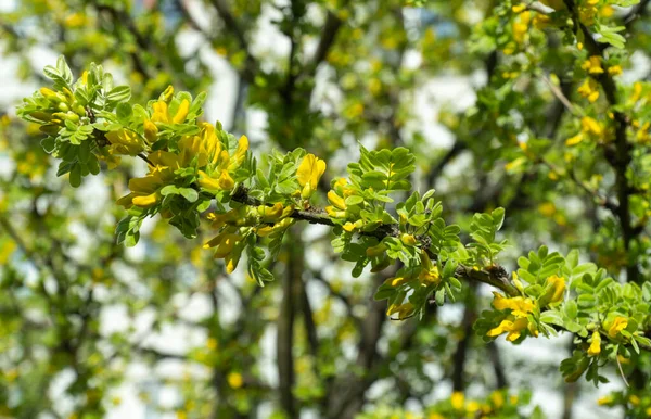 Caragana Arborescens Pianta Ornamentale Ramo Acacia Con Fiori Gialli Alla — Foto Stock