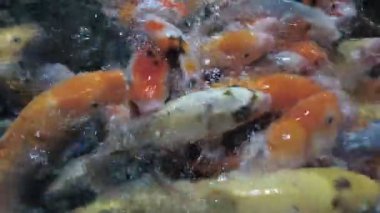 Japon beyaz sazan balığı. Yapay bir gölette bir sürü aç balık