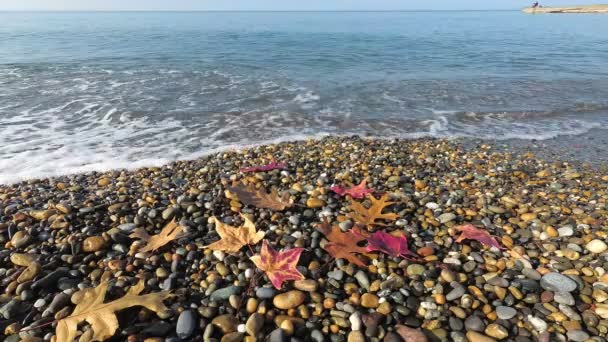 Spätherbst Der Meeresküste Herbstliche Blätter Einem Kieselstrand Kopierraum — Stockvideo