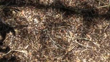 Karınca yuvasında bir sürü karınca var. Böcekler yerde hızlı koşarlar..