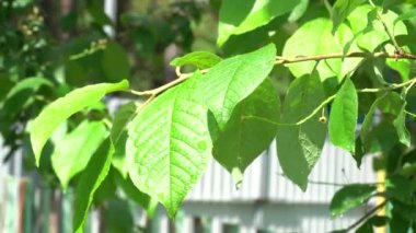 sulu kiraz yapraklarıyla yağmurdan sonra su damlaları