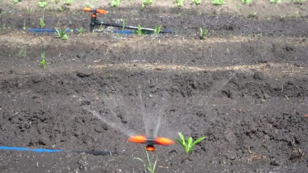 정원에 자동으로 뿌리고 채소를 관개하는 — 비디오