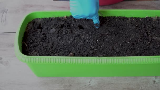Plantar Cebolas Semente Chão Casa Jardins — Vídeo de Stock