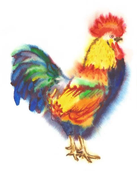 Coq aquarelle. Illustration dessinée main — Photo