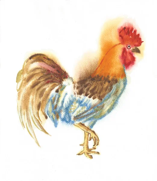 Coq aquarelle. Illustration dessinée main — Photo