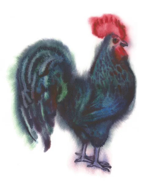 Gallo de acuarela. ilustración dibujada a mano — Foto de Stock