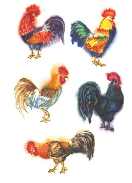 Coq aquarelle. Illustration dessinée main — Photo