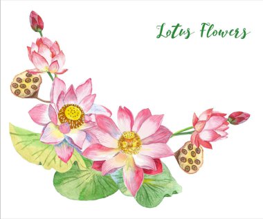 Lotus çiçekleri. Elle çizilmiş illüstrasyon