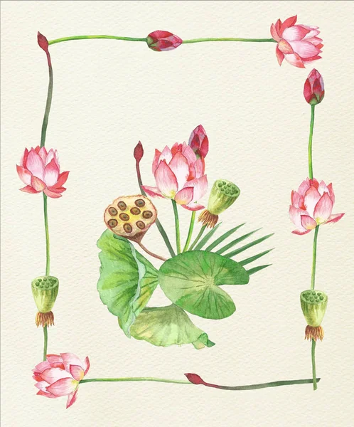 Flores de Loto. ilustración dibujada a mano — Foto de Stock