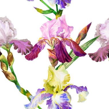 Renkli iris ile Seamless Modeli