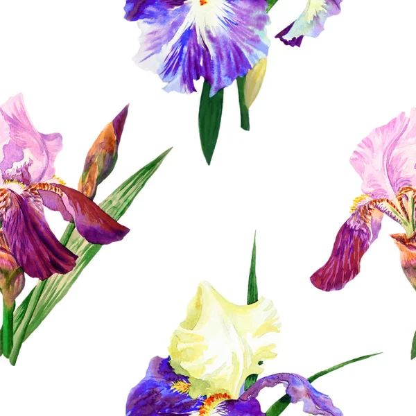 Naadloze patroon met gekleurde irissen — Stockfoto