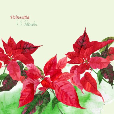 Arka plan ile kırmızı Atatürk çiçeği