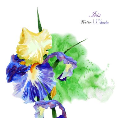 Iris ile yeşil suluboya arka plan-01