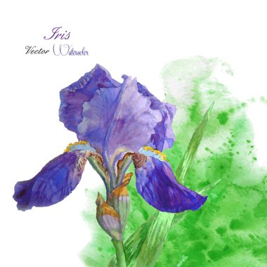 Iris ile yeşil suluboya arka plan-04
