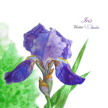 Iris ile yeşil suluboya arka plan-05