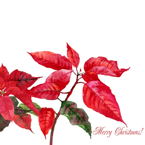 Arrière-plan avec poinsettia rouge — Image vectorielle