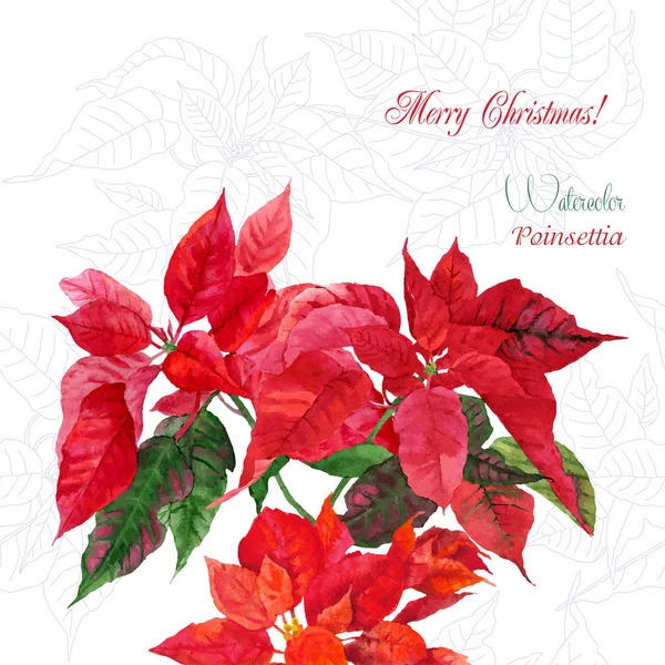 Background  with bouquet of poinsettia — Stock Vector