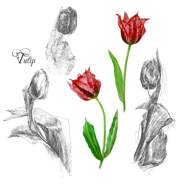 Antecedentes con tulips2-02 — Archivo Imágenes Vectoriales