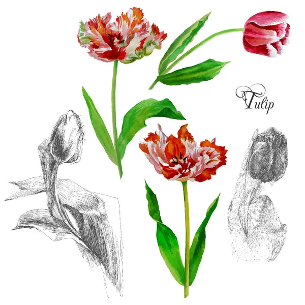 Фоновому режимі з tulips2-03 — стоковий вектор
