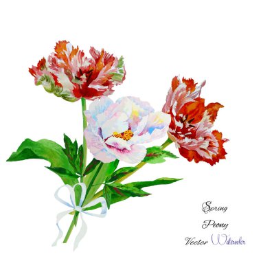 Arka plan ile pembe beyaz peony2-05