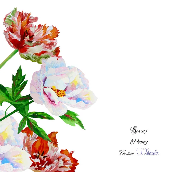 Arrière-plan avec pivoine blanche rose2-02 — Image vectorielle