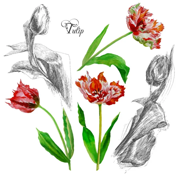 背景 tulips2 - 01 — ストックベクタ