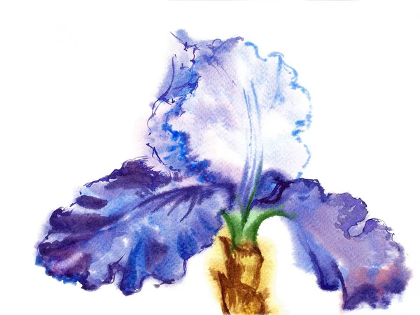 Modrá bílá Iris akvarel — Stock fotografie