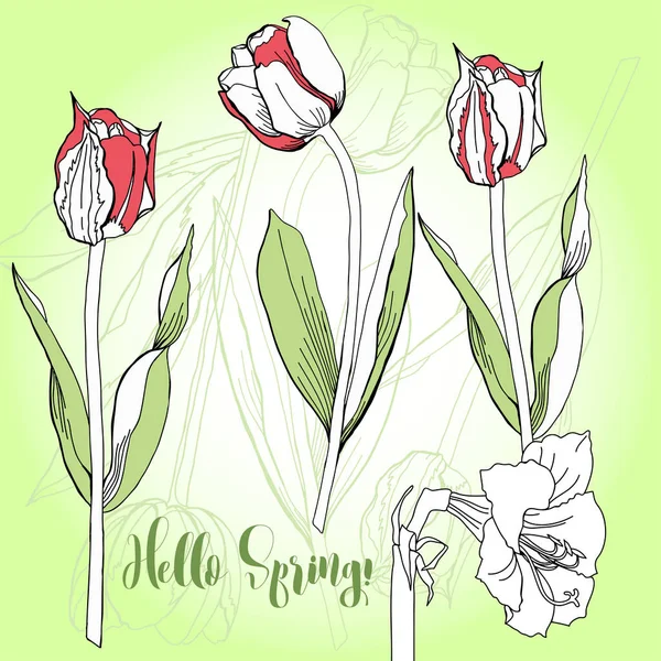 Lente achtergrond met tulpen. — Stockvector