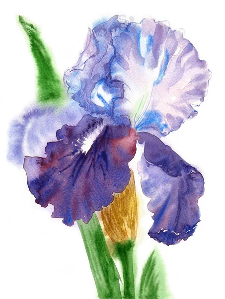 Blå vit Iris akvarell — Stockfoto