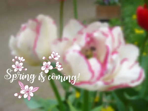 Bakgrund med våren trädgård blommor — Stock vektor