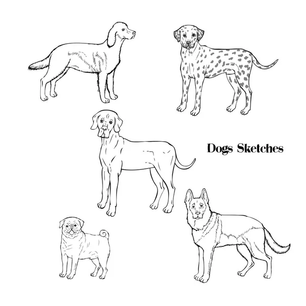 Ručně tažené psy skici — Stockový vektor