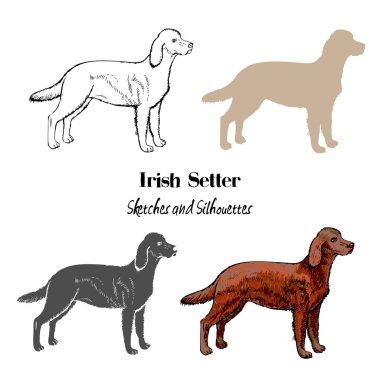 İrlandalı setter köpekler çizimler