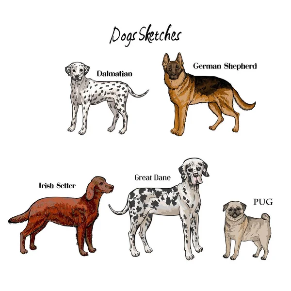 Dibujos dibujados a mano perros — Archivo Imágenes Vectoriales