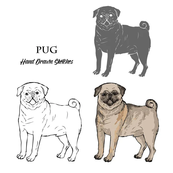 Hand getekende Pug honden schetsen — Stockvector