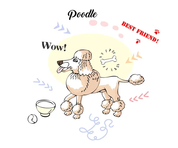 面白いプードル犬のスケッチ — ストックベクタ