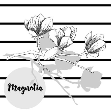 Manolya. Bahar çiçekleri