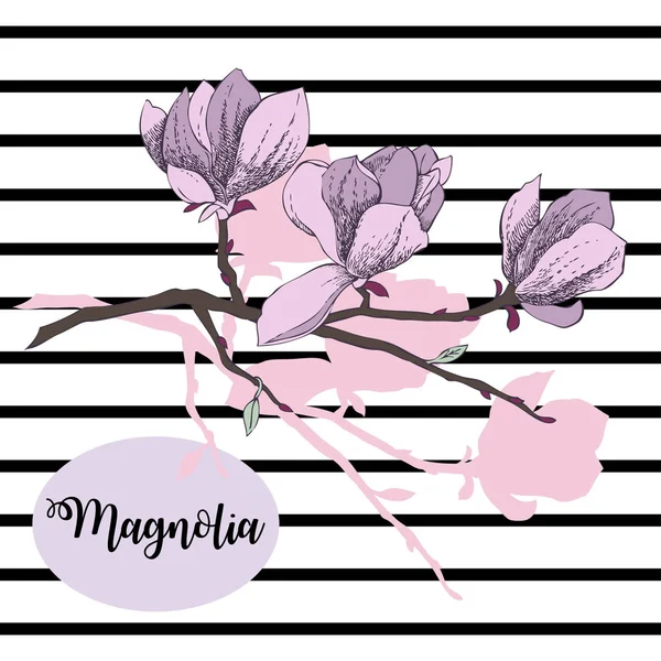 Magnolie. Frühlingsblumen — Stockvektor