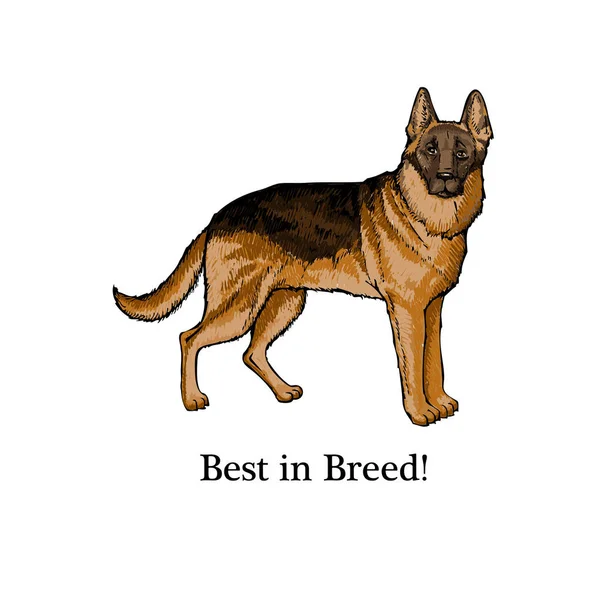 Набросок собак. Рисунок немецкой овчарки — стоковый вектор