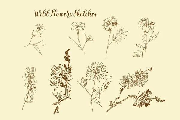 Szkice dzikich kwiatów. Ręcznie narysowana ilustracja cyfrowa — Wektor stockowy