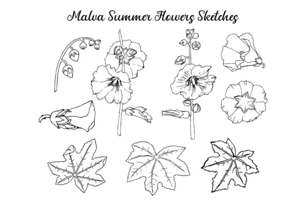 Эскизы летних фловеров Мальвы. Рисунок Мбаппе — стоковый вектор