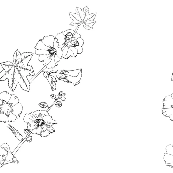 Malva naadloos patroon Zomer Bloemen Schetsen. Digitale illustratie met de hand getekend — Stockvector