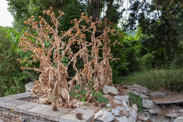 Kurutulmuş burdock. Yeşil ağaçların arka planında bitki çalıları.