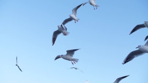 Gaviotas vuelan en mo lento — Vídeo de stock