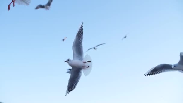 Gaviotas vuelan en mo lento — Vídeos de Stock