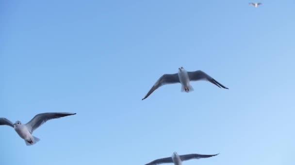 Gaviotas vuelan en mo lento — Vídeos de Stock