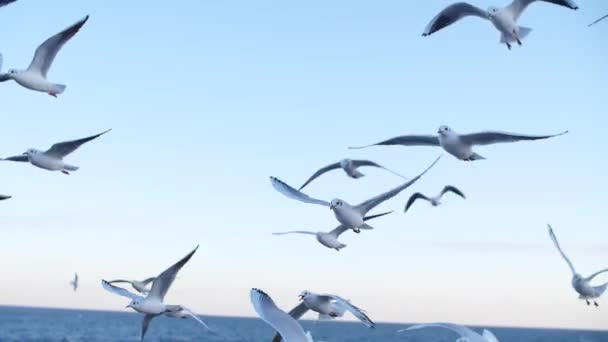 Seagulls fly in slow mo — Stock Video