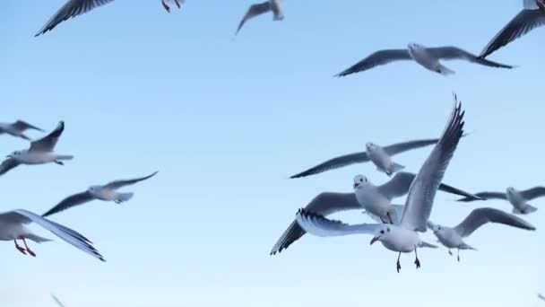 Gaviotas vuelan en mo lento — Vídeo de stock