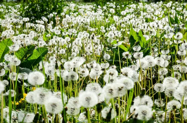 Fält Vita Vilda Blommor Solig Dag — Stockfoto