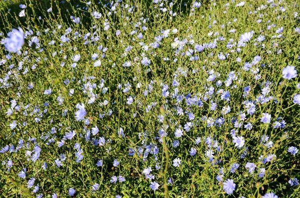 Fält Blå Vilda Blommor Solig Dag — Stockfoto